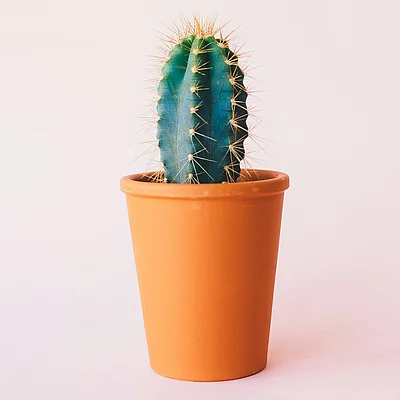 Donec dignissim, lorem eget rutrum volutpat, sem elit mollis dui, eget blandit diam dolor vel purus.